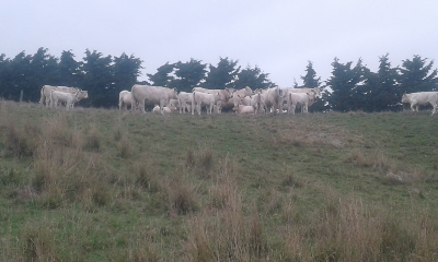 The Glen cows and calves-400